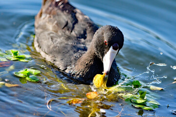 An American Coot