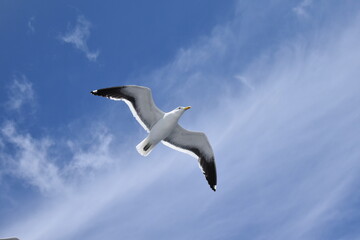 seagull in flight
