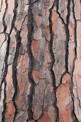 bark of a tree