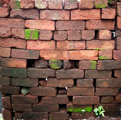 Old red bricks moist in rainy monsoon season background with green fresh algae plant foilage for model shoot and texture