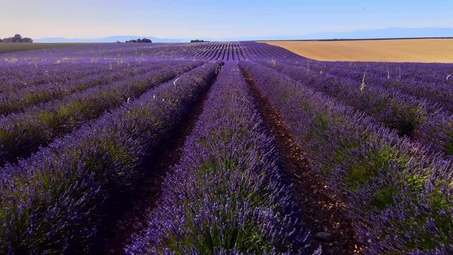 The lavender fields of Valensole Provence in France - travel photography