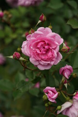 Light Pink Flower of Rose 'Sister Elizabeth' in Full Bloom
