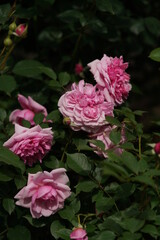 Light Pink Flower of Rose 'Sister Elizabeth' in Full Bloom
