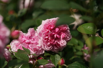 Light Pink Flower of Rose 'Sister Elizabeth' in Full Bloom
