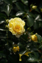 Light Yellow Flower of Rose 'Solero' in Full Bloom

