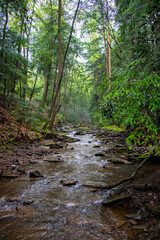 Fototapeta na wymiar River in the forest landscape