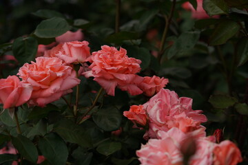 Light Pink Flower of Rose 'Sonia' in Full Bloom
