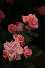 Light Pink Flower of Rose 'Sonia' in Full Bloom
