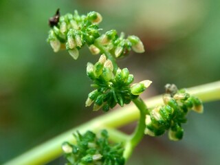 Macro shot of laportea flower with a natural background. Indonesian call it lateng or jelatang.