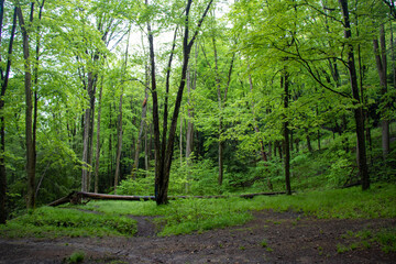 Fototapeta na wymiar Woods landscape near Emlenton, PA