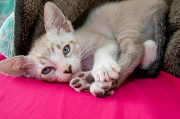 Fototapeta na wymiar Hermosa gatita rayada de ojos azules acostada entre cobijas con cama rosa