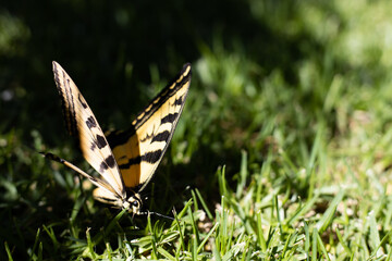 Beautiful black and yellow tiger swallowtail butterfly emerging from the shade into full sun on a grassy lawn.