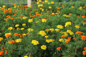 マリーゴールド