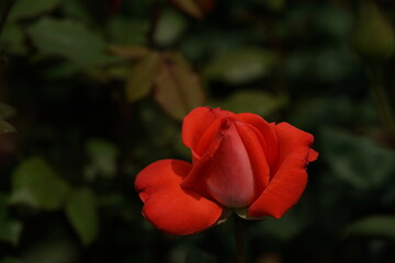 Light Pink Flower of Rose 'Spice Twice' in Full Bloom
