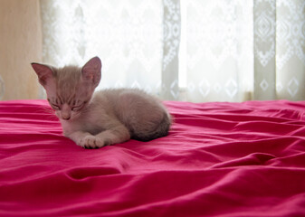 Hermosa gatita durmiendo tierna en cama rosa
