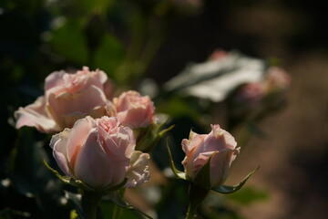 Light Pink Flower of Rose 'Star Mine' in Full Bloom
