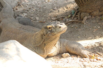 Komodo Dragon Resting in sunlight at his native island 