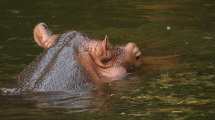 Fototapeta premium Hippopotamus Drinking water from the pond and taking bath in hot summer sunlight