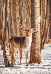 Deer in the forest
