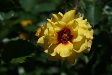 Yellow blend Flower of Rose 'Strabo Babylon' in Full Bloom
