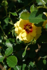 Obraz na płótnie Canvas Yellow blend Flower of Rose 'Strabo Babylon' in Full Bloom 