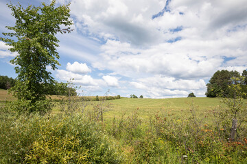 Fototapeta premium Rural green fields in Muskoka on a bright summer day