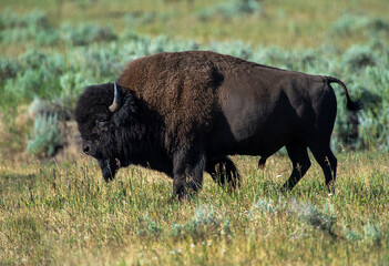 Big Bison Bull waiting on the rut