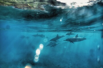 Fototapeta premium Swimming with Wild Spinner Dolphins in Hawaii 