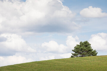 Fototapeta na wymiar A small tree alone on a green slope under blue cloud filled sky