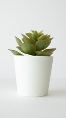 plants and succulents on white background
