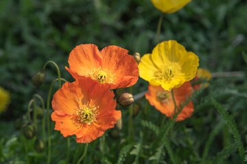 Fototapeta premium Beautiful, vibrant, yellow, white & orange poppy flowers seen in the summer time bloom. 