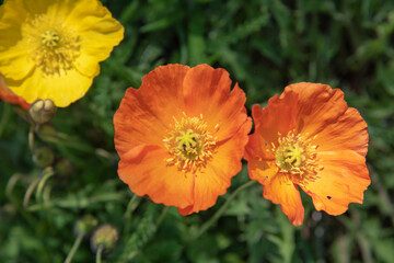 Beautiful, vibrant, yellow, white & orange poppy flowers seen in the summer time bloom. 