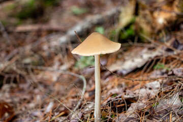 Gilled mushroom growing in the woods