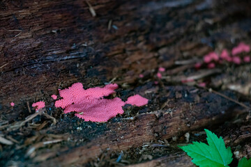 Trichaptum polypore (violet-toothed polypore) growing on a log