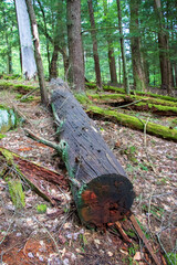 Old fallen tree trunk in Cook Forest State Park
