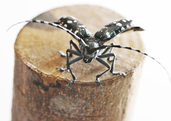 カミキリムシの飛翔