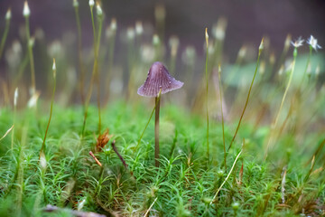 Mycena mushroom growing in moss