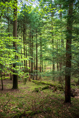 Forest landscape in Cook Forest State Park