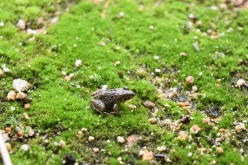 苔とカエル