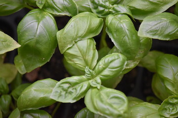 バジル の栽培