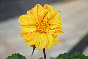 yellow flower in the garden