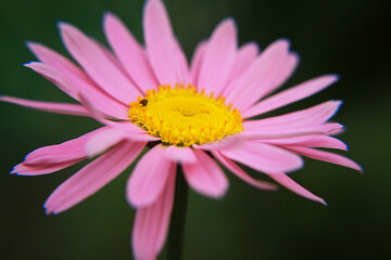 Obraz premium pink daisy flower