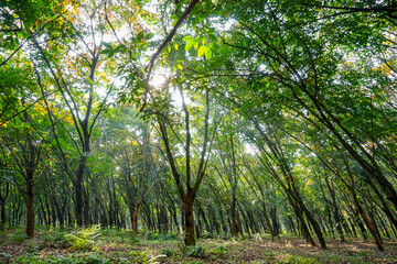 Obraz premium Autumn season of Rubber plantation 