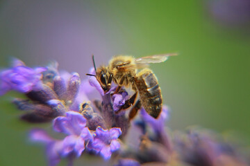 bee on a flower