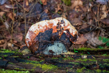 Fomitopsis pinicola (Red-Belted Conk)  growing in the woods