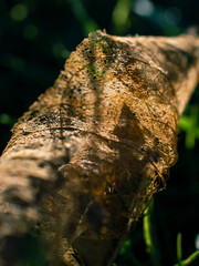 Old dry leaf