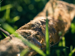 Old dry leaf