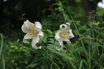 nature in mitake mountain , japan ,tokyo
