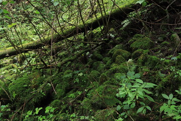 nature in mitake mountain , japan ,tokyo