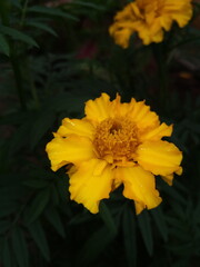 yellow flower in the garden